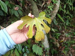 Image de Aristolochia cucurbitifolia Hayata