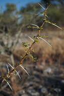 Image de Vachellia nebrownii (Burtt Davy) Seigler & Ebinger