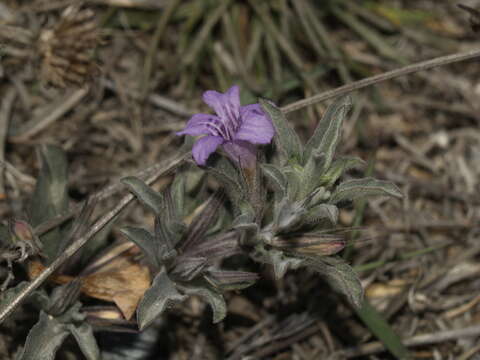 Imagem de Dyschoriste linearis var. schiedeana (Nees) B. L. Turner