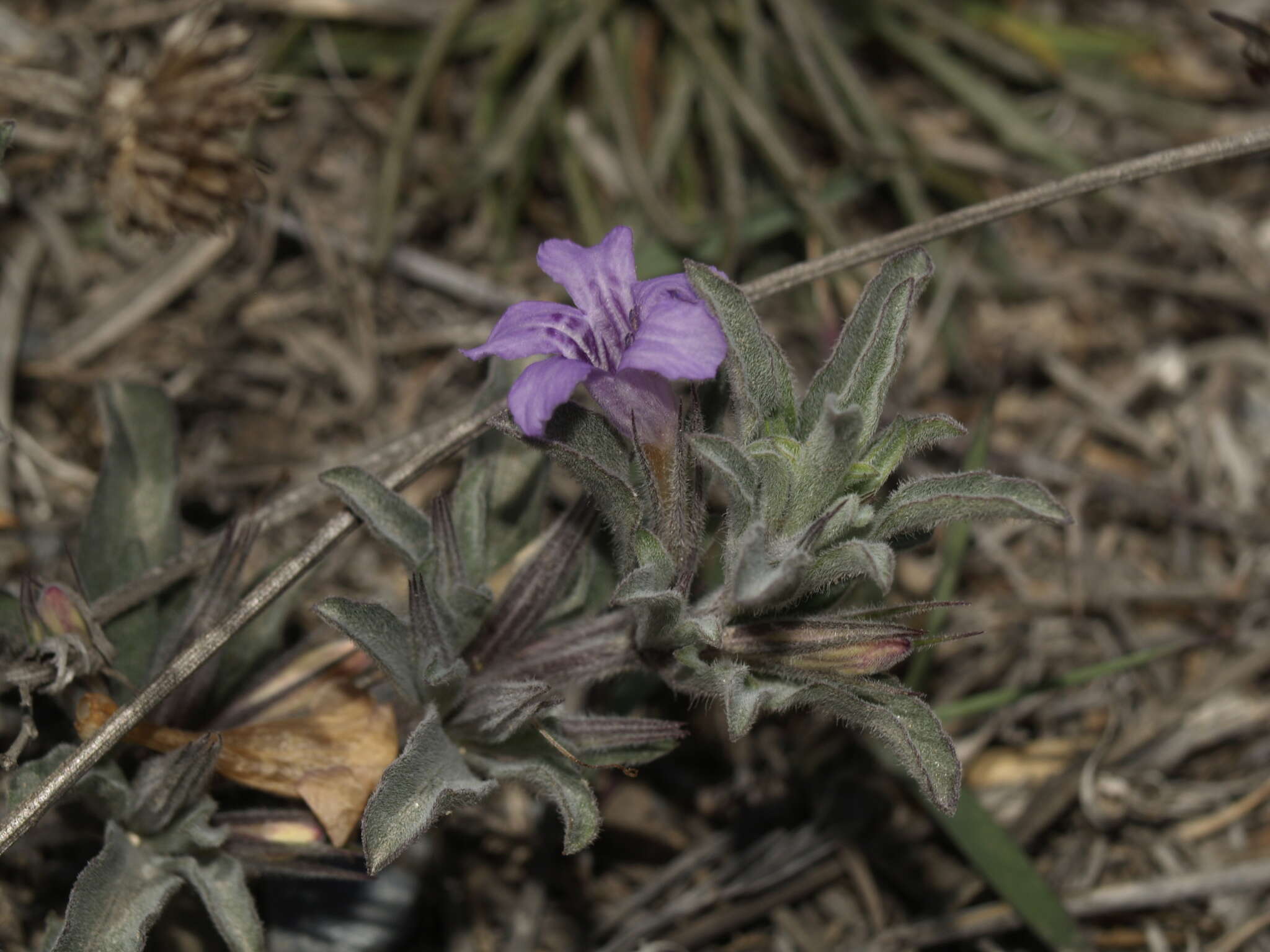 صورة Dyschoriste linearis var. schiedeana (Nees) B. L. Turner