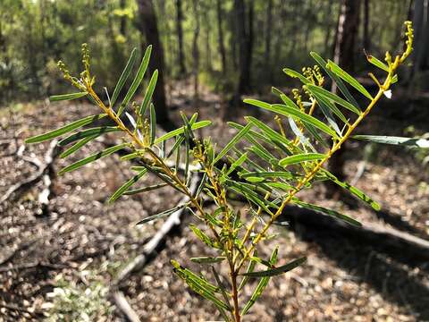 Image of graceful wattle