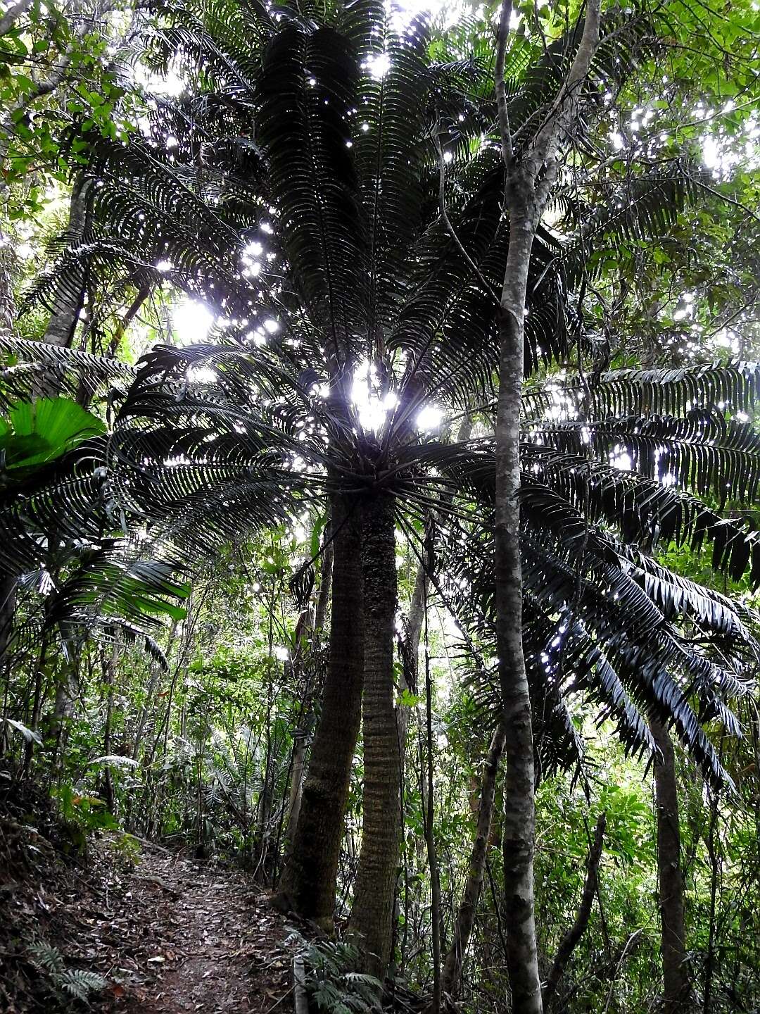 Image of Lepidozamia hopei Regel