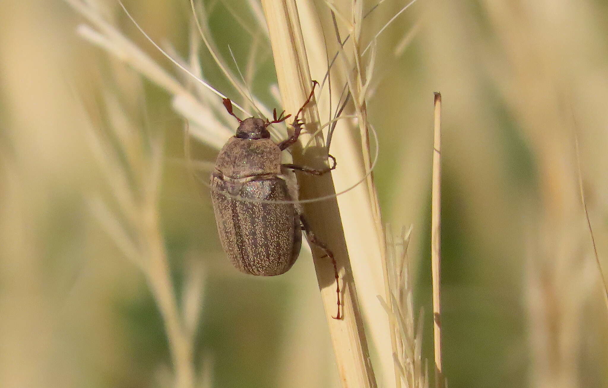 Sivun Phyllophaga (Tostegoptera) lanceolata (Say 1824) kuva