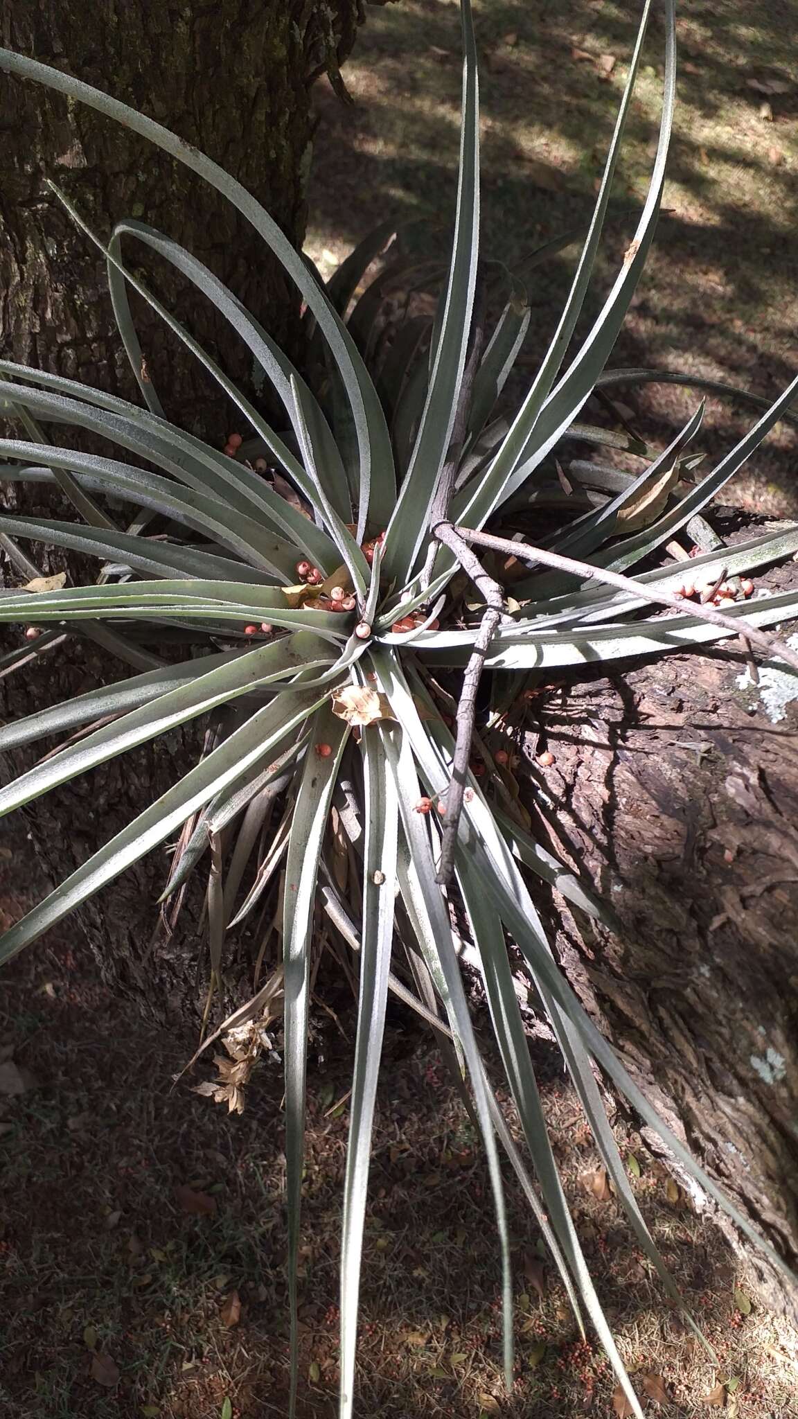 Image of Tillandsia pohliana Mez