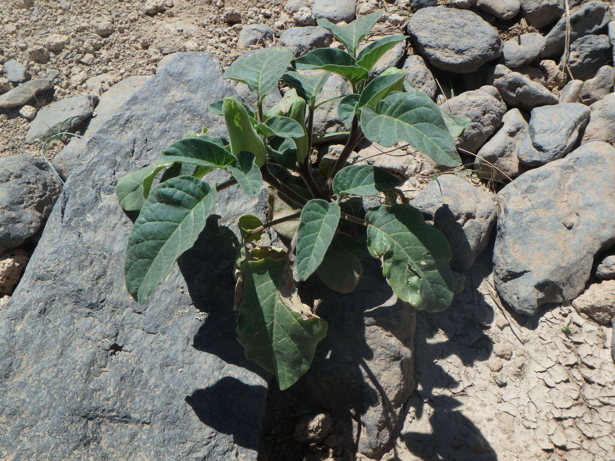 Image of Datura innoxia P. Miller