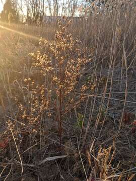 Слика од <i>Symphyotrichum <i>subulatum</i></i> var. subulatum