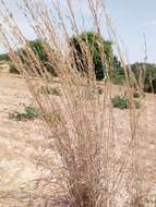 Image of bluestem