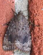 Image of Copper Underwing