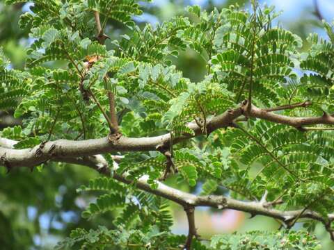 Image of Black monkey thorn