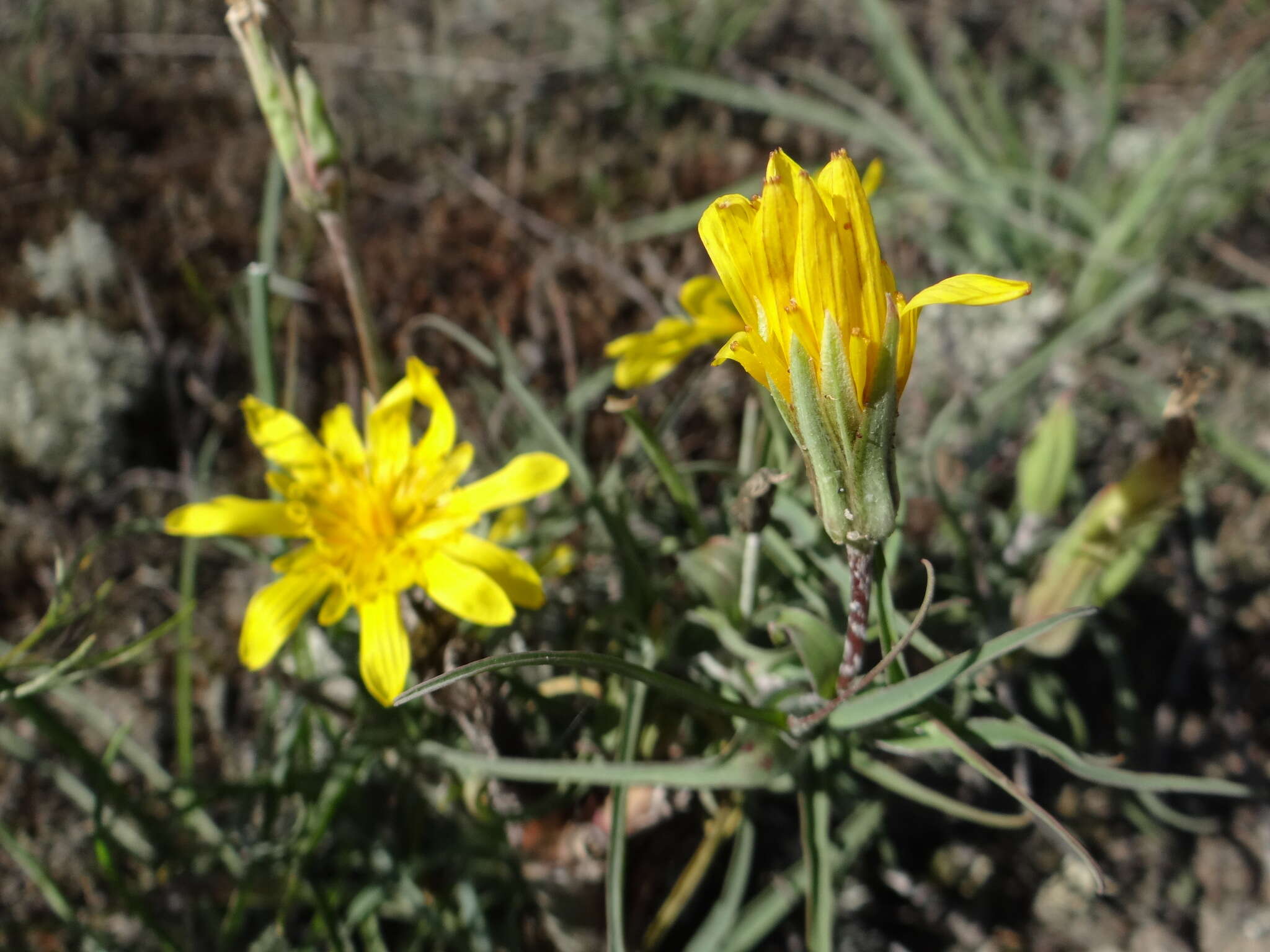 Sivun Tragopogon ucrainicus Artemczuk kuva