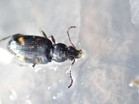 Bembidion (Notaphus) obliquum Sturm 1825的圖片