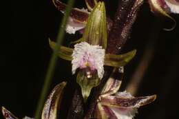 Imagem de Prasophyllum fimbria Rchb. fil.