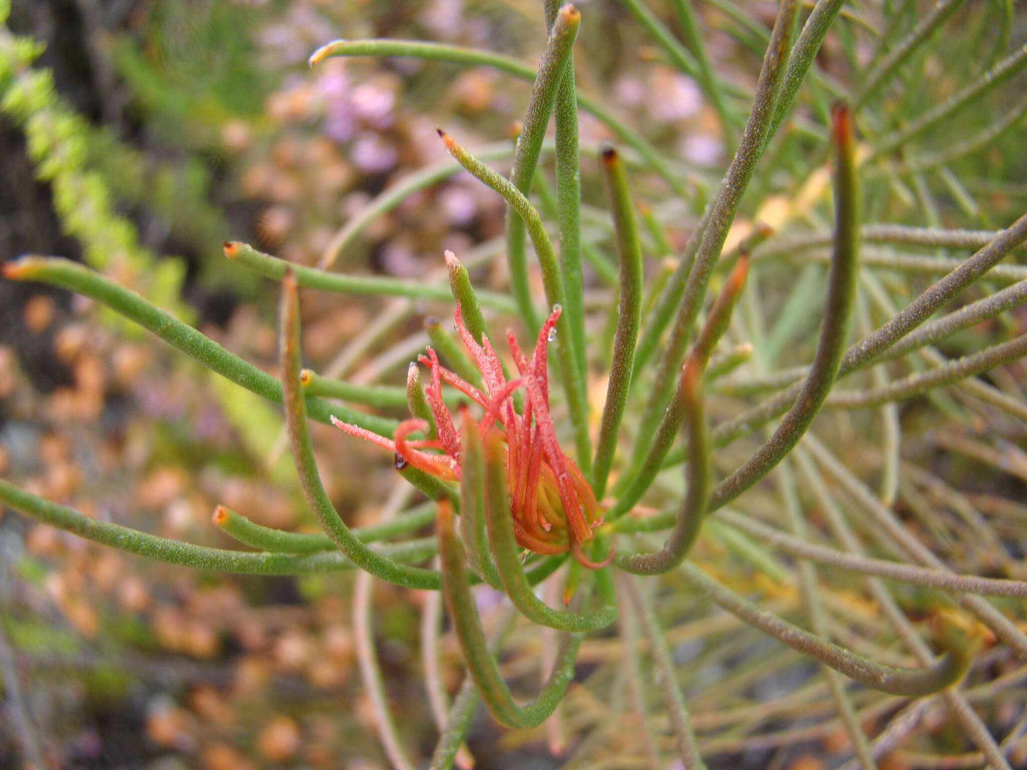 Image of Protea subulifolia (Salisb. ex Knight) Rourke