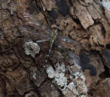 Image of Hemigomphus comitatus (Tillyard 1909)