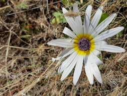 Image of Free State daisy