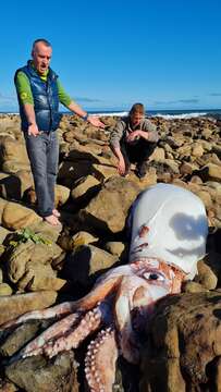 Image of Atlantic giant squid