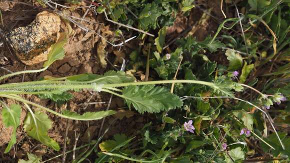 Слика од Erodium brachycarpum (Godr.) Thellung