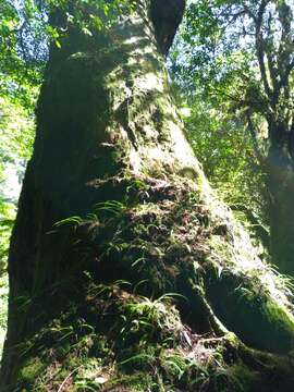 Image of Formosan Cypress