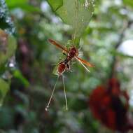 Image of Ophiocordyceps humbertii (C. P. Robin) G. H. Sung, J. M. Sung, Hywel-Jones & Spatafora 2007