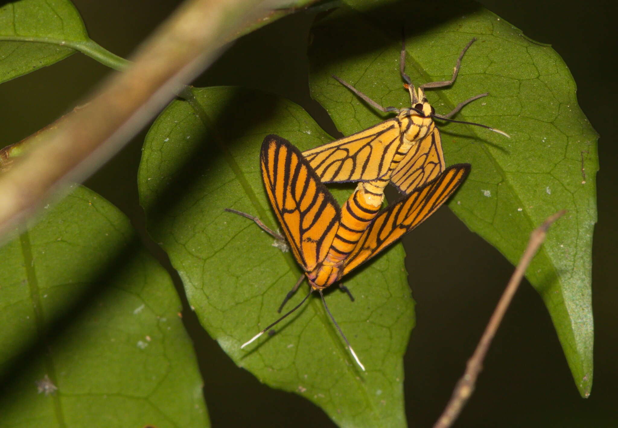 Image of Amata tigrina Walker 1864