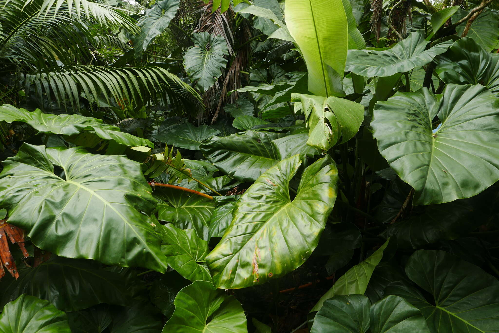 Image of giant philodendron