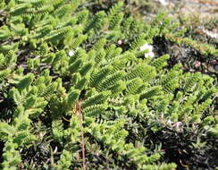 Image of Pimelea urvilleana A. Rich.