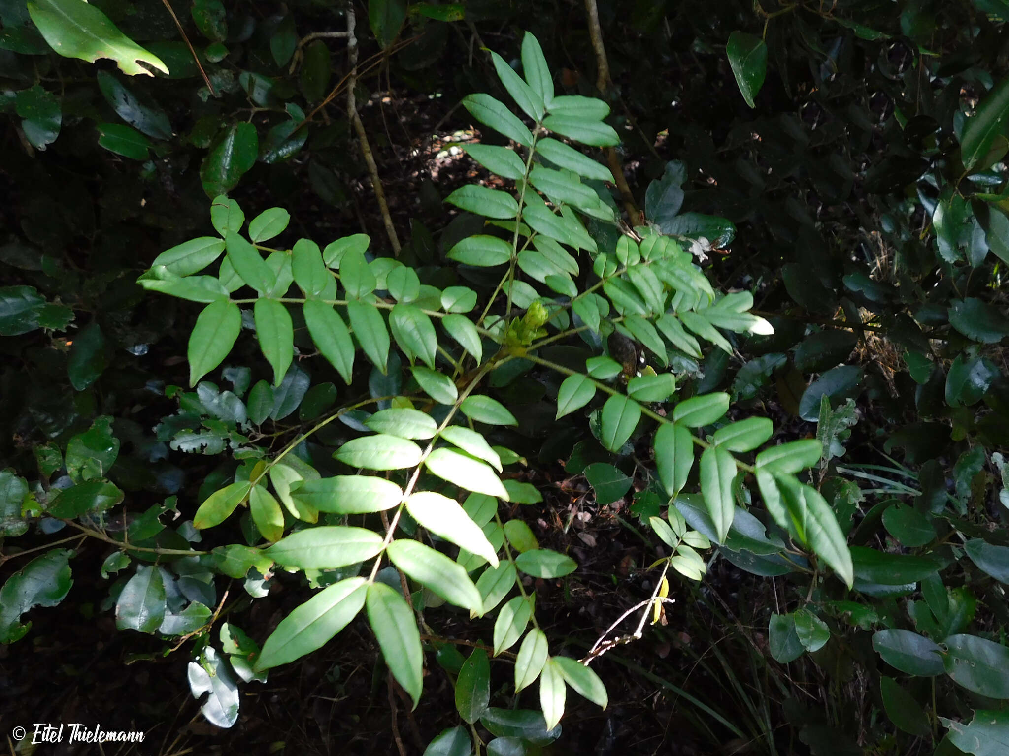 Image of Senna stipulacea (Aiton) H. S. Irwin & Barneby