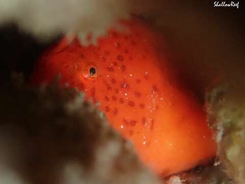 Image of Bandfin frogfish