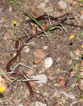 Image of Delalande's Beaked Blind Snake