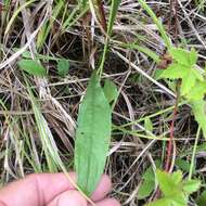 Image of Small's goldenrod