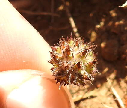 Imagem de Trifolium barbigerum Torr.