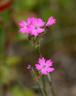 صورة Dianthus polymorphus Bieb.