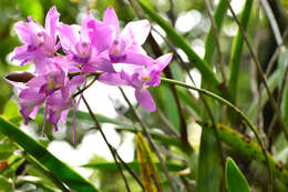 Image of Laelia eyermaniana Rchb. fil.