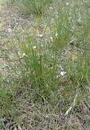 Imagem de Lobelia capillifolia (C. Presl) A. DC.