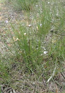 Imagem de Lobelia capillifolia (C. Presl) A. DC.