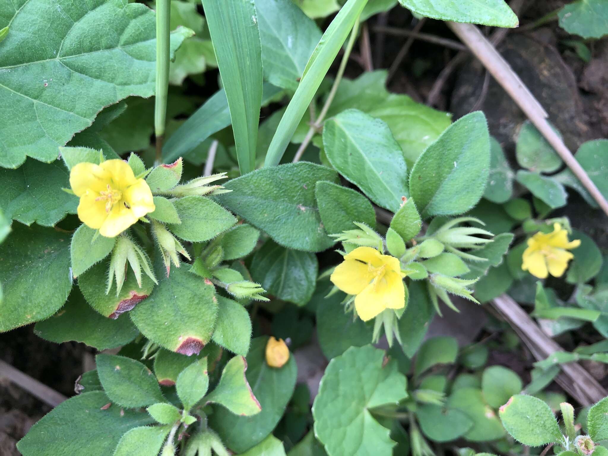 Plancia ëd Lysimachia remota Petitm.