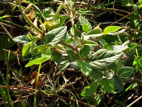 Image of greenleaf ticktrefoil