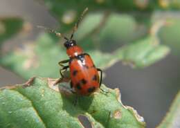 Sivun Cerotoma atrofasciata Jacoby 1879 kuva