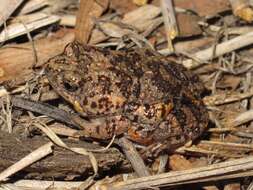 Image of Small-headed Toadlet