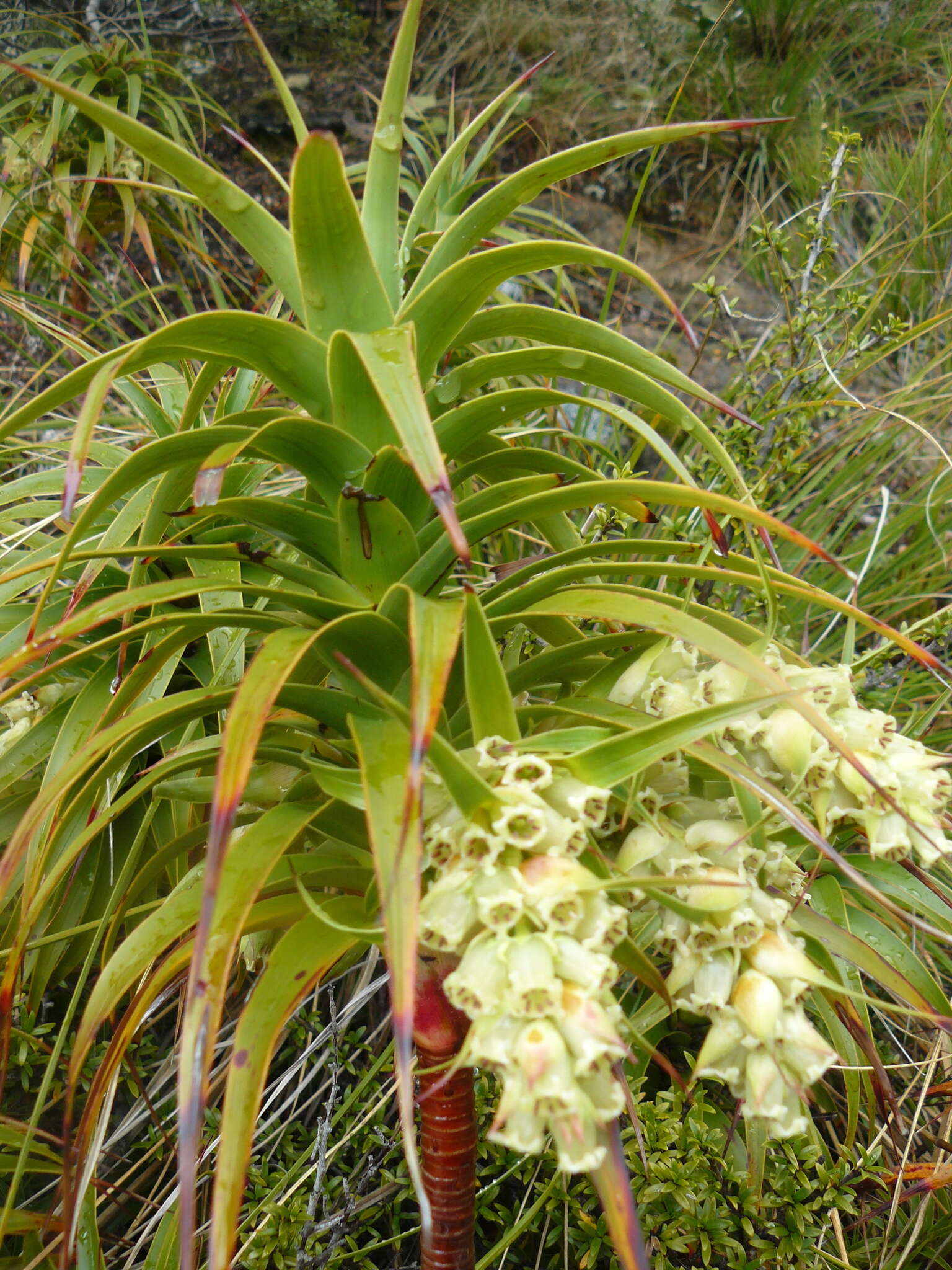 Imagem de Dracophyllum menziesii Hook. fil.