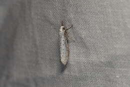 Image of Bird-cherry Ermine