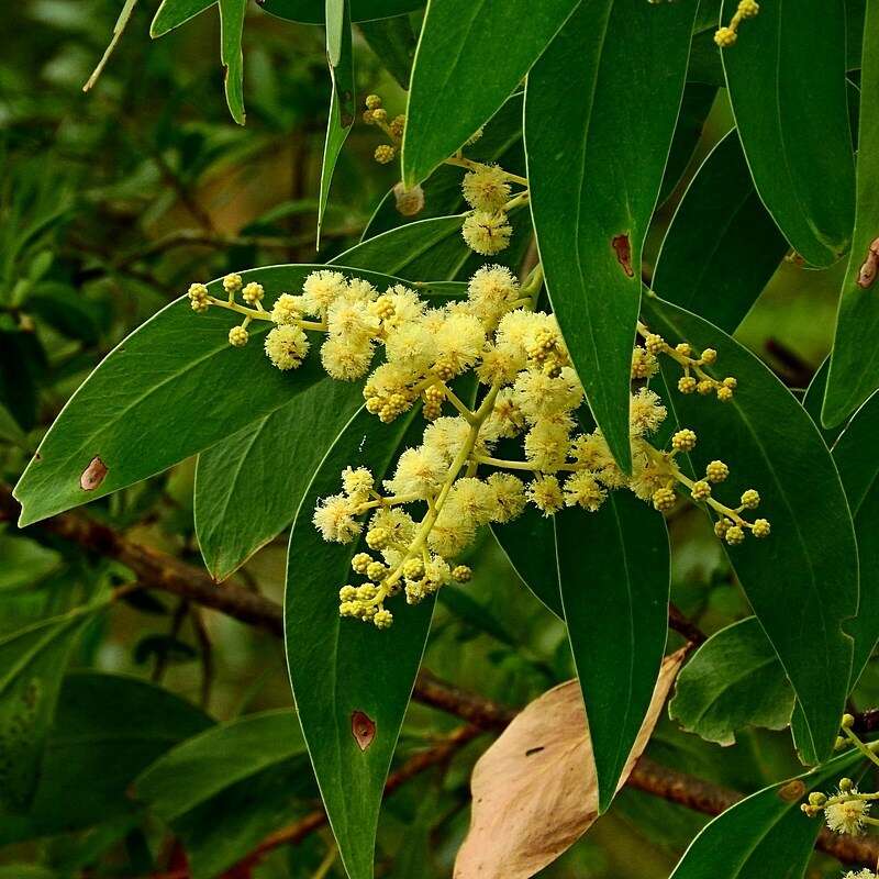 Image of Acacia falciformis DC.