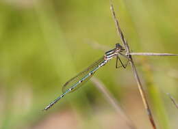 Image of Austrolestes psyche (Hagen ex Selys 1862)