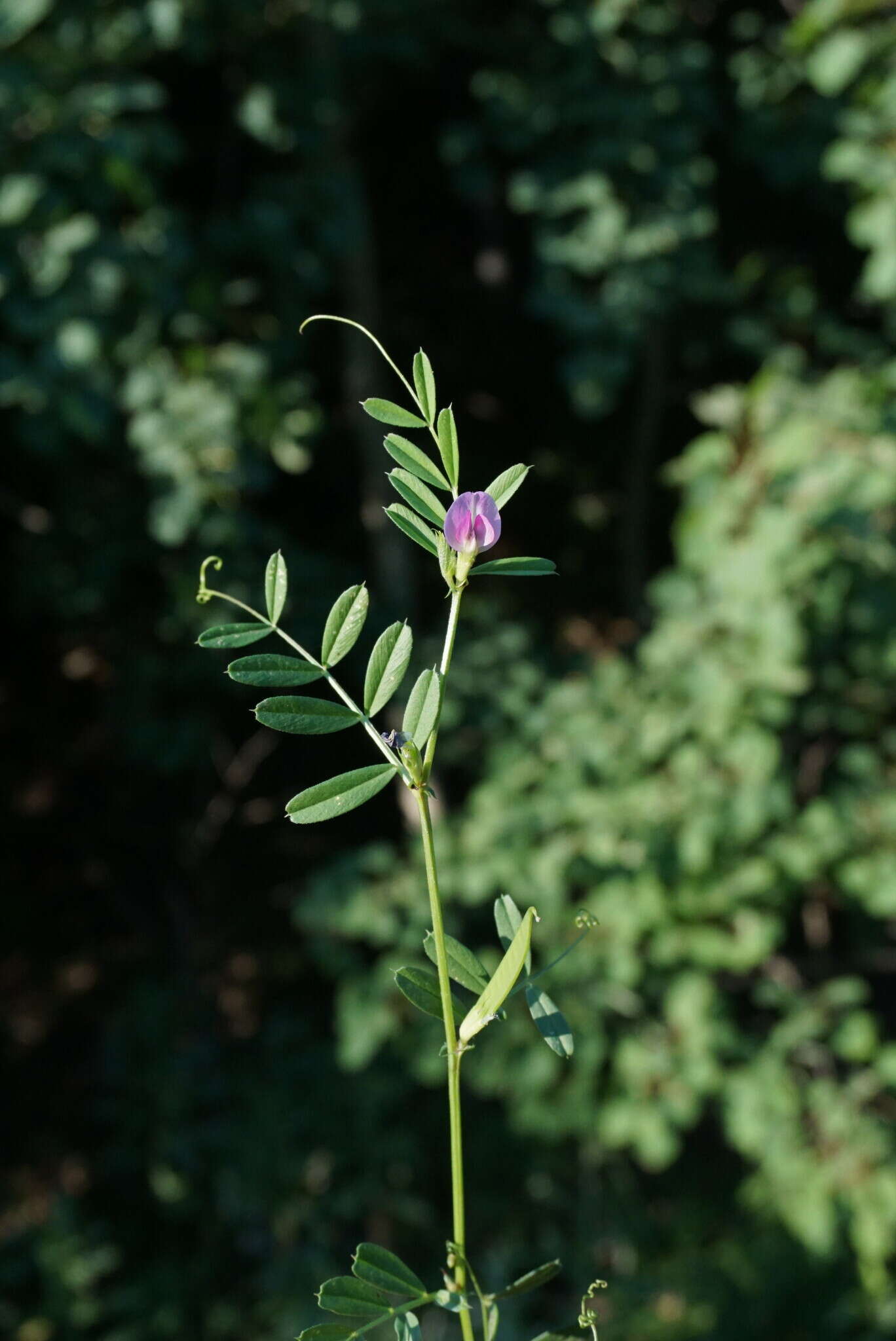 Image of Vicia sativa subsp. cordata (Hoppe) Asch. & Graebn.