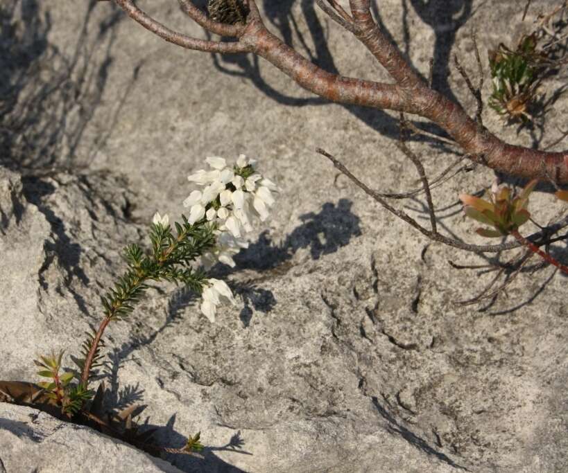 Image of Erica calcareophila E. G. H. Oliver