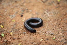 Image of Sechelleptus seychellarum (Desjardins 1835)