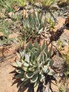 Image of Magalies aloe