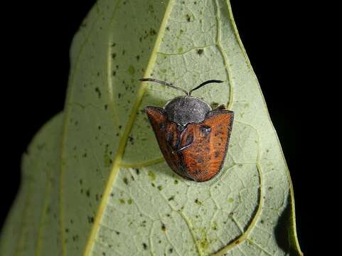 Image of Dorynota (Akantaka) insidiosa (Boheman 1854)