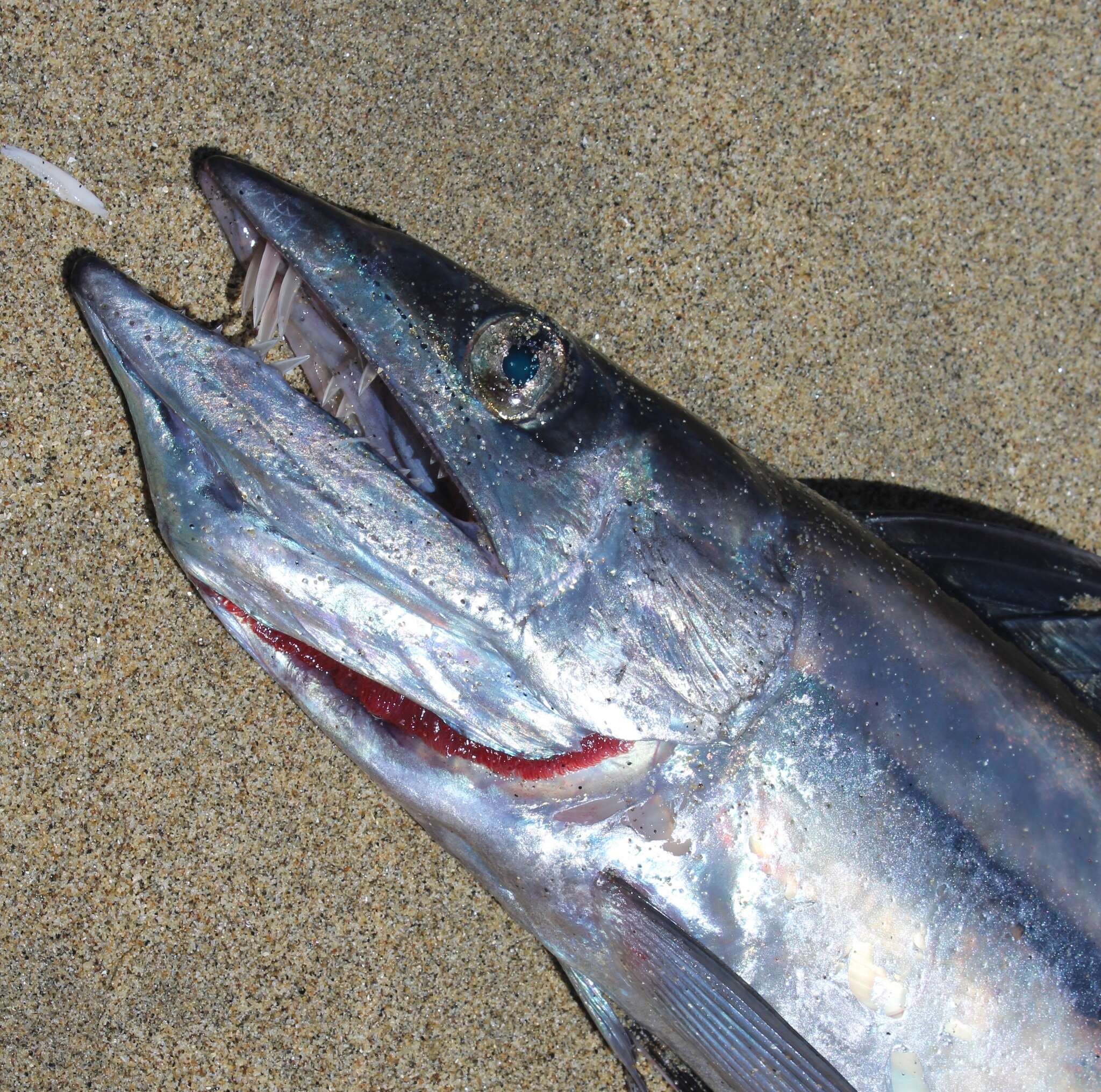 Image of lancetfishes