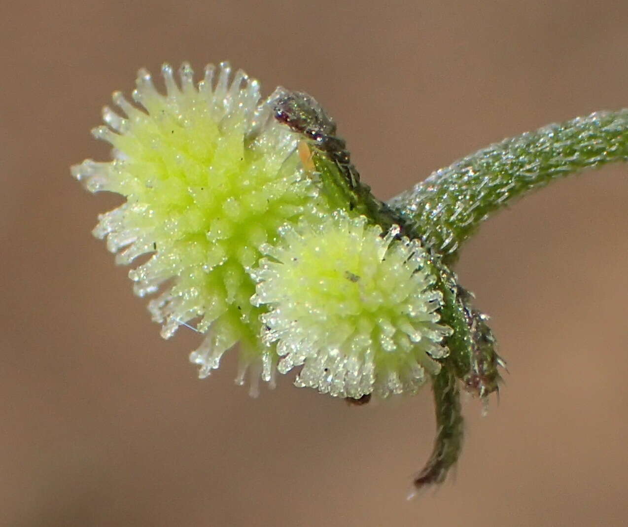 Image of Cynoglossum hispidum Thunb.